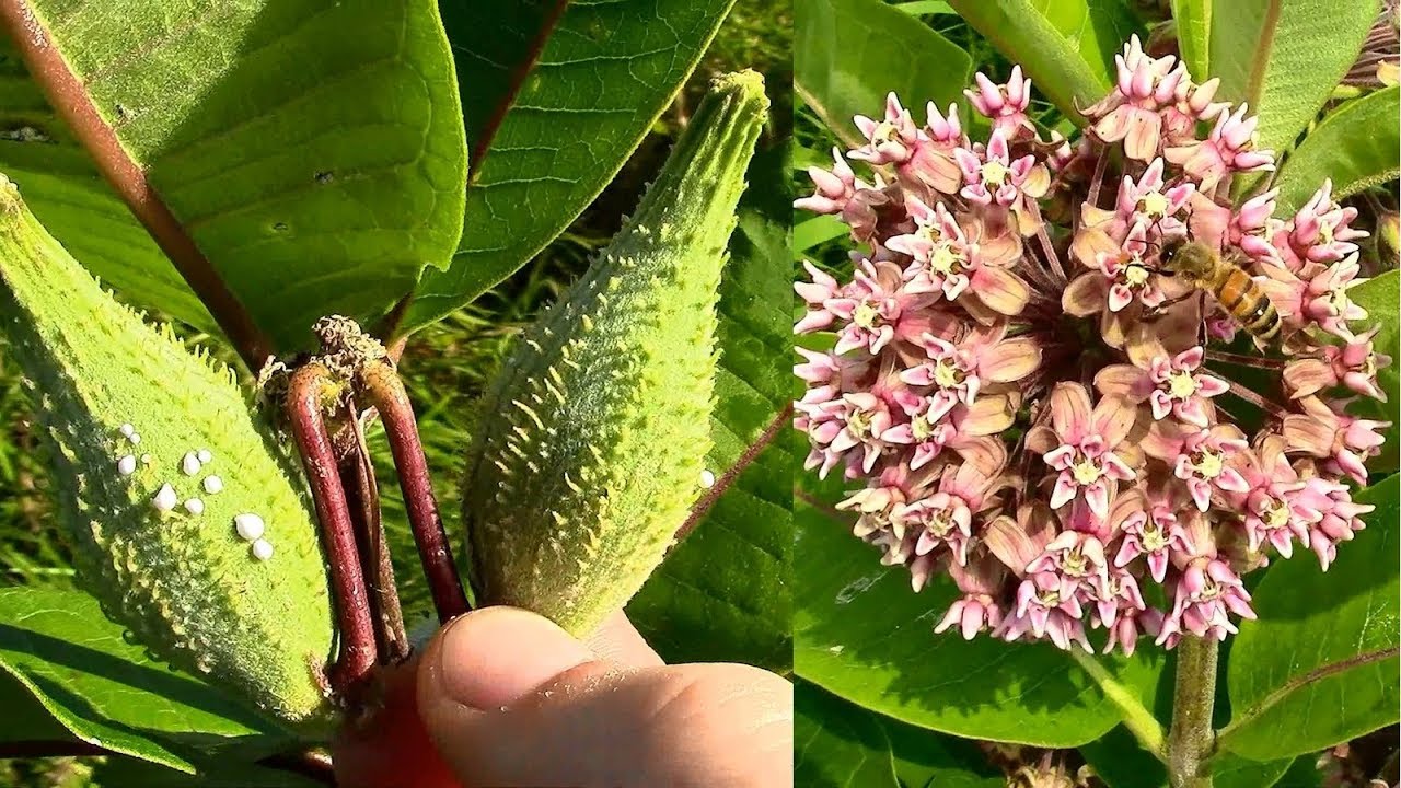 Wild Edibles- Common Milkweed