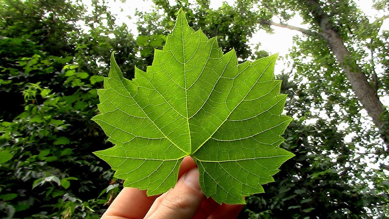 Wild Edibles- Grape Leaf Chips