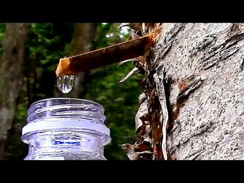 Wild Edibles- Yellow Birch Sap- The Taste of Spring!