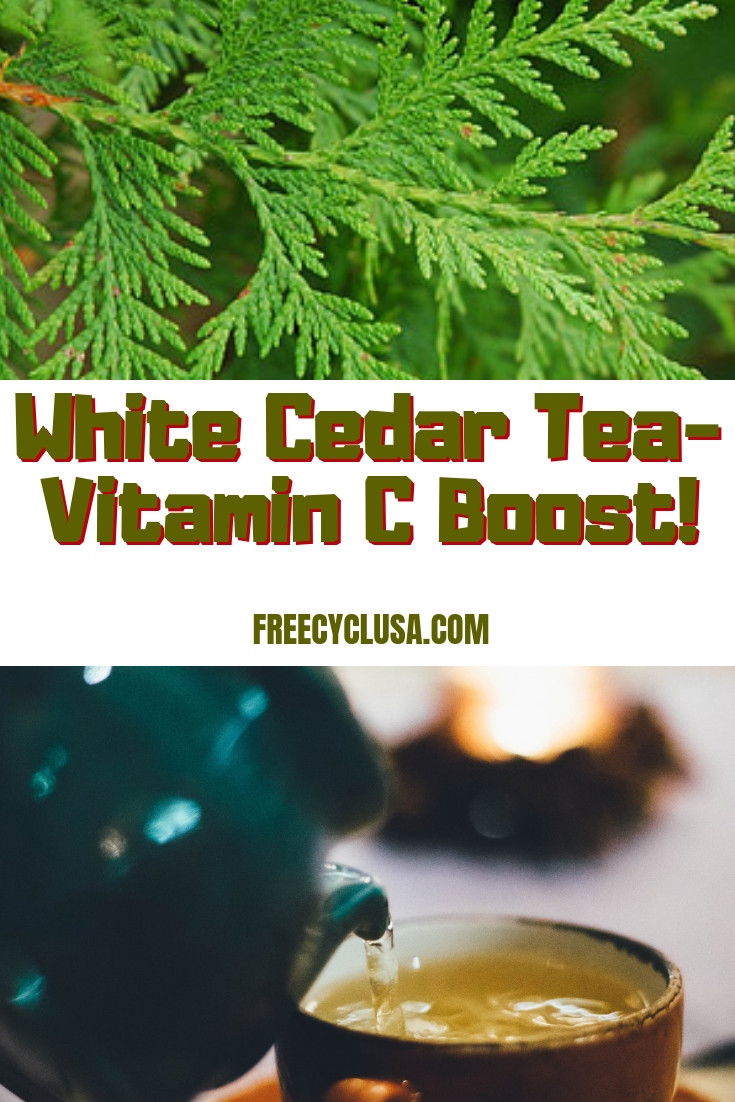 White Cedar Tea